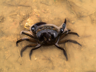 Rice field Crab on the water.