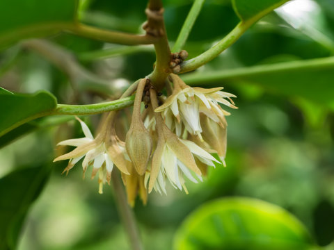 Bullet wood flower, Bukal, Tanjong tree.