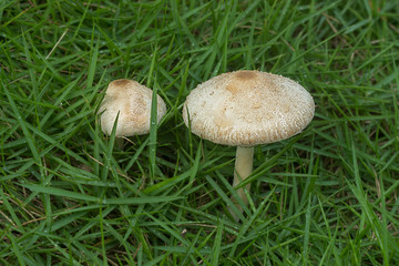 White poisonous mushrooms in the grass.