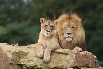 Papier Peint photo Lavable Lion Couple de Lions