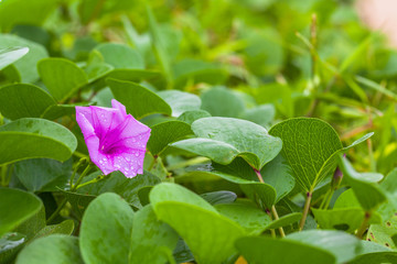 beach morning glory beside the beach