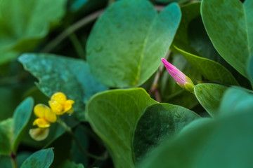 beach morning glory beside the beach
