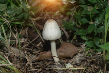White poisonous mushrooms in the dark forest.