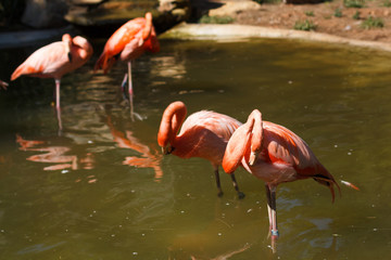 Flamants Rose dans une mare