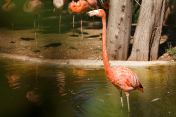 Flamant Rose dans une mare