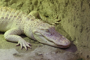 Crocodile albinos
