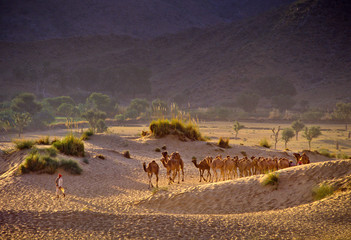 Naklejka na ściany i meble PUSHKAR, INDIA - NOVEMBER 17: Camels at the annual livestock fair