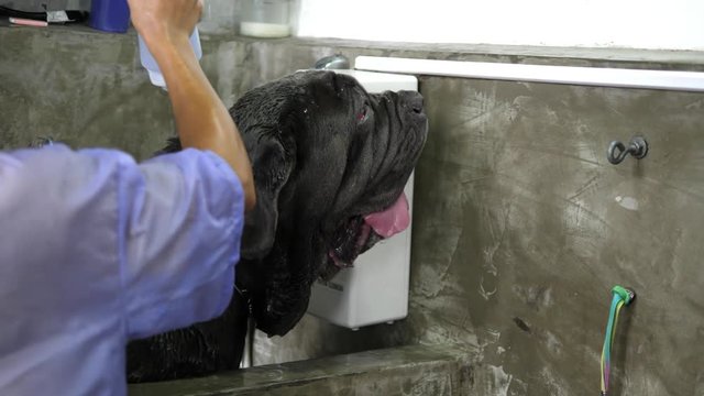 Big Mastiff Dog Taking a Shower In Pet Grooming Spa Salon. 4K. 