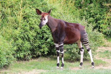 Obraz premium Okapi