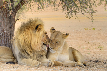  KGALAGADI. Lions (Felis leo) in the kalahari desert, Northern Cape, South Africa