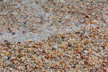 Seashells on the beach