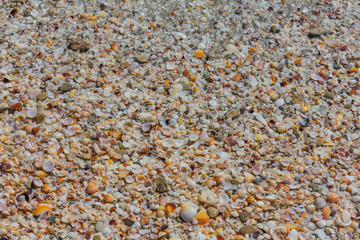 Seashells on the beach