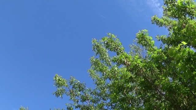 Ash Tree Flowers and fruits. Branches of fraxinus exelsior tree in the wind on blue sky background. Video HD Shooting of static camera.