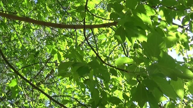 Ash Tree Flowers and fruits. Branches of fraxinus exelsior tree in the wind. Video HD Shooting of static camera.