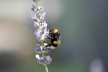 Macro
