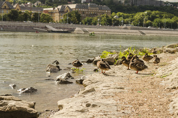 wild ducks on city beach