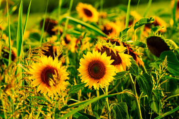 sunflowers field