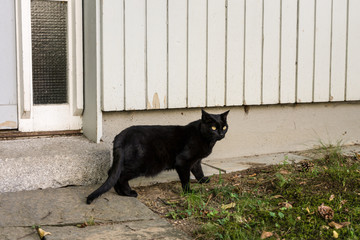 black cat outside a wooden house