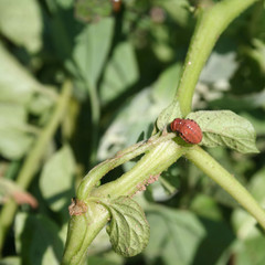 Larva di Dorifora della patata su pianta di patata