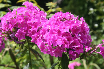 Phlox dai fiori rosa in giardino