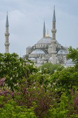 Fototapeta na wymiar The Blue Mosque in spring (Istanbul)