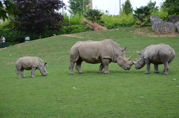 Famille de rhinocéros blanc