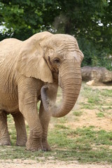 Obraz premium Éléphant 