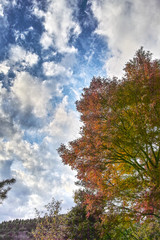 養老渓谷の紅葉