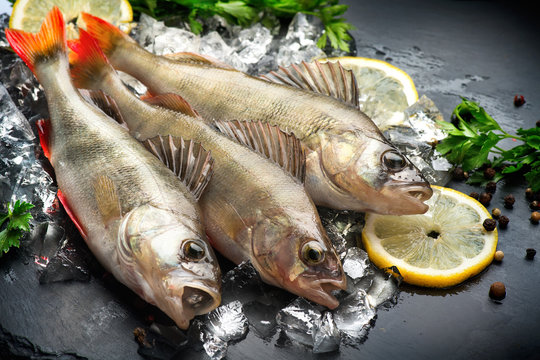 Fresh fish on ice with aromatic herbs, spices, salt. Raw perches on dark slate tray