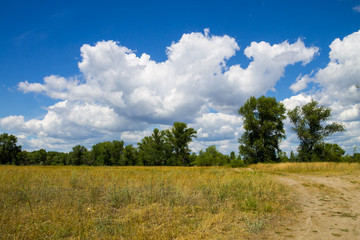 Summer landscape with green trees, meadow and blue sky