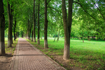 bridge in the park