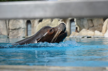 otarie qui sort de l'eau