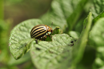 Potato bug on green sheet