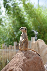 Fototapeta premium suricate en observation
