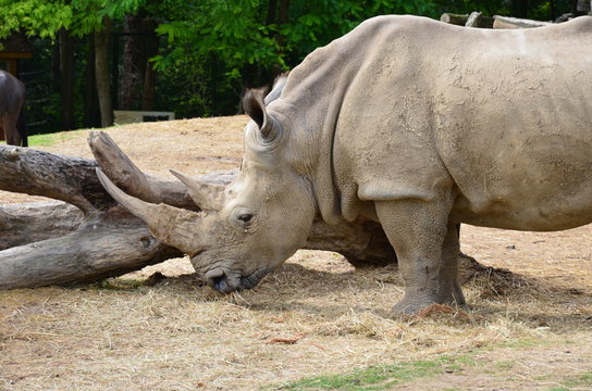 rhinocéros blanc grande corne