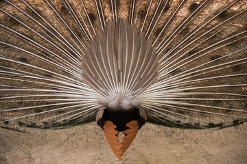 Peacock. Close up of peacock showing its beautiful feathers