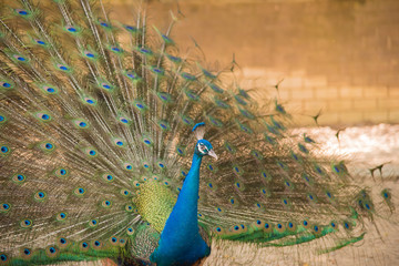Obraz premium Photos of peacocks showing beautiful feathers.