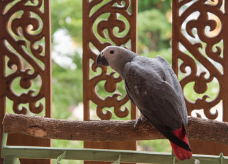 Gray African Parrot © wichai