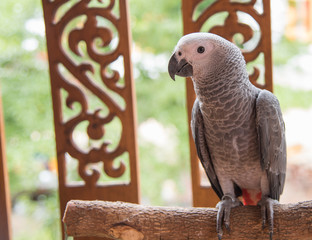Gray African Parrot