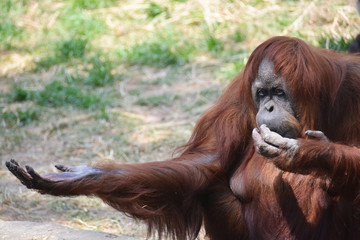Cute orangutan