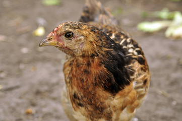Brown hen