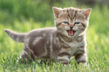 Naklejka na ściany i meble Little cat meowing in green grass