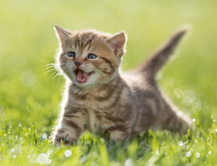 kitten meowing in green grass