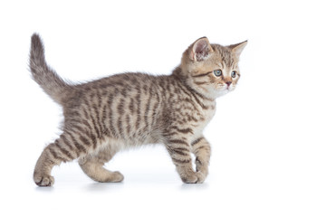 Young cat side view. Walking tabby kitten isolated.