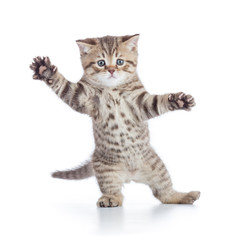 Naklejka premium Funny kitten cat standing or dancing isolated