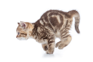 Active running young cat side view isolated