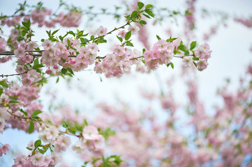 The late varieties of Japanese Sakura that grow in northern Europe