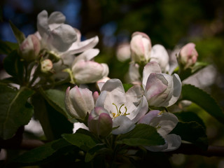 Apple-tree flowering