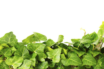 Border made of green ivy isolated on white background