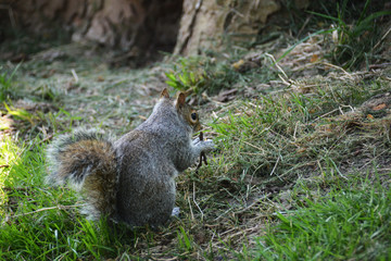 Cute squirrel